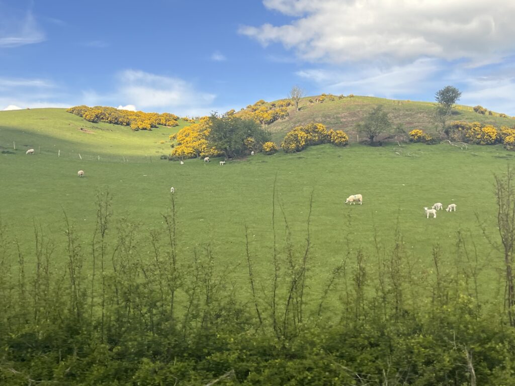 Grass-covered hills with grazing sheep and blue skies, scenic Ireland on an Edmonton bus tour.